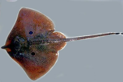 Raja miraletus_08.jpg